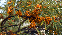 Клюква, облепиха и виноград: как использовать осенние ягоды для заготовок