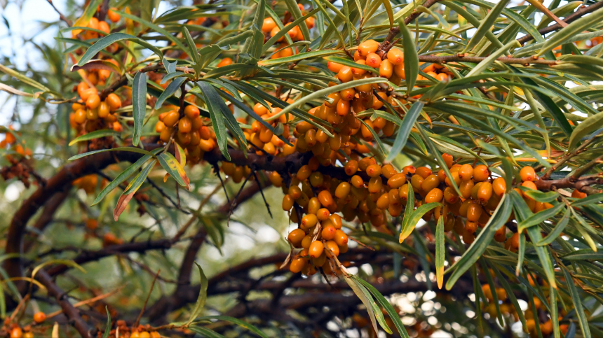 Клюква, облепиха и виноград: как использовать осенние ягоды для заготовок