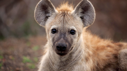 Гиены напали на мужчину во время его мальчишника в ЮАР