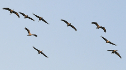 Куприянов день: что можно и нельзя делать 13 сентября