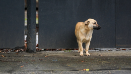 В Химках ищут живодеров, отрезавших уши собаке