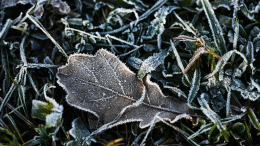 Жителей Москвы и области предупредили о заморозках с 13 сентября