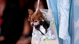 Капсулу под кожу: может ли чипирование вызвать рак у собак