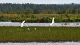 Тело пропавшего заслуженного врача России Ариэля найдено на берегу озера в Ленобласти