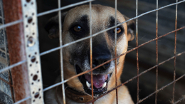 Скандальным псевдокинологам из Подмосковья не избрали меру пресечения