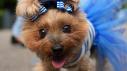 Источник комфорта: врач рассказал о пользе сна с питомцем