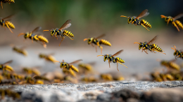 Ужалили 1000 раз: в Китае сотни ос насмерть закусали детей