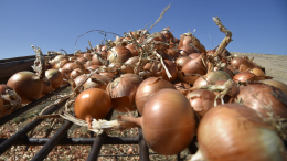 День Вавилы: почему 17 сентября нужно обязательно есть лук