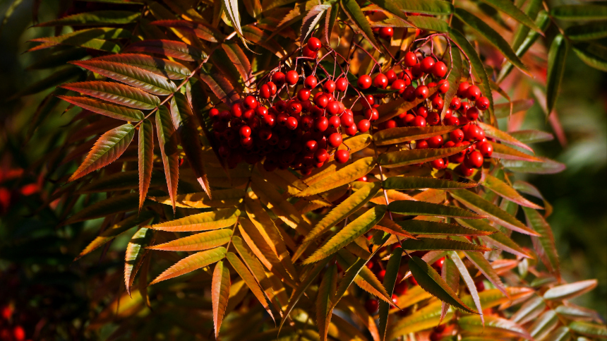 Какие приметы принесут удачу и предскажут погоду осенью