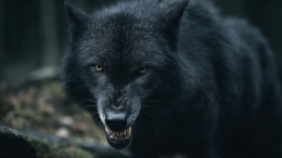 Схватил за бочок: в Индии волк растерзал пятилетнюю девочку во время семейного ужина