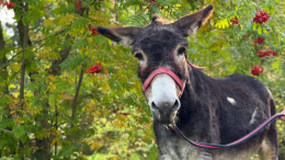 Носил снаряды в зоне СВО: ослик Жорик отправился с фронта в зоопарк Великого Устюга