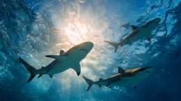 Пляжные отели в Египте закрывают из-за нашествия акул