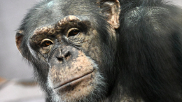 Контроль экранного времени: в зоопарке КНР запретили показывать видео шимпанзе