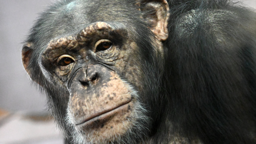 Почему в Китае запретили показывать видеоролики шимпанзе