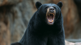 Шкура убитого медведя: в США студенты освежевали животное в общежитии