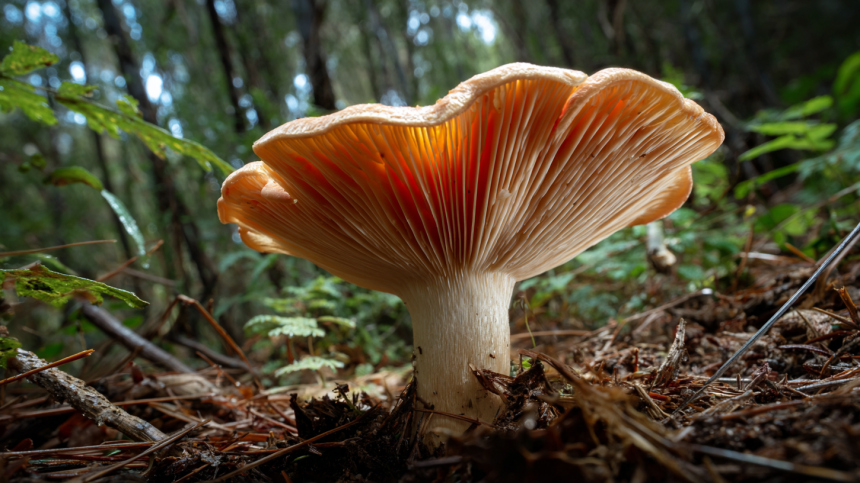 Как правильно готовить черные грузди