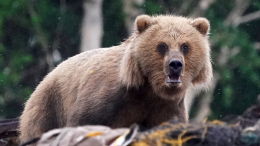 Мне только одну: медведь на Камчатке деликатно угостился из чана с рыбой