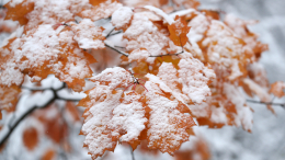 Осень шепчет: какой будет зима 2025-2026 по народным приметам