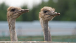 В Москве запретили торговать страусами и жирафами