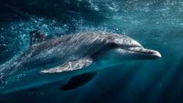 Заплывшего в реку Бейсуг дельфина поймали и забрали на реабилитацию