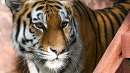 Остались только тапочки: тигр утащил 18-летнюю невесту в джунгли