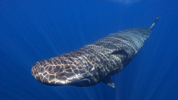 Ученые рассказали, как ИИ помогает расшифровывать речь животных