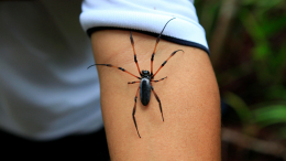 Ужасы мини-зоопарка: немец умер от укуса домашнего паука