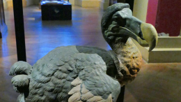 Генетики из США пообещали воскресить знаменитую птицу додо