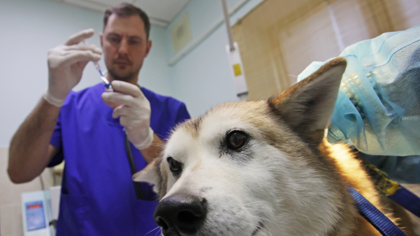 Вспышка бешенства в Новосибирской области