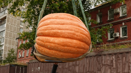 Нужен был бы грузовик: школьники из Екатеринбурга вырастили тыкву-гиганта