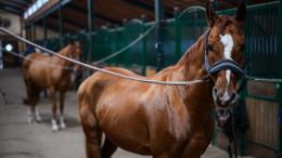Гречанка похоронила мать в конюшне и выдавала старушку с деменцией за нее