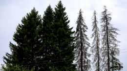 Не на пользу деревьям: короед атакует леса в России