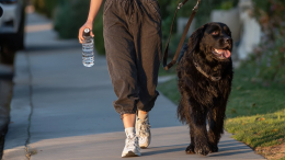 Пушистый фитнес-тренер: помогут ли похудеть ежедневные прогулки с собакой