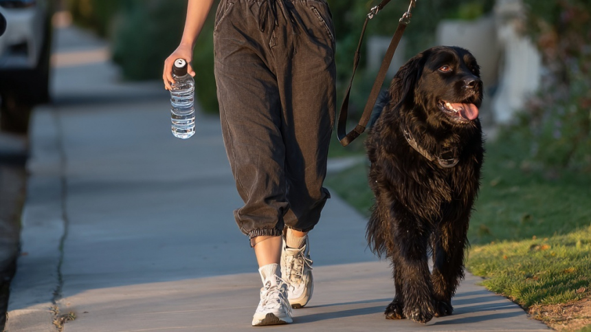 Можно ли сбросить вес от прогулок с собакой