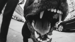 Бойцовская собака напала на 14-летнюю девочку в Омске