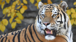 В Приморье в багажнике авто обнаружили части тела амурского тигра