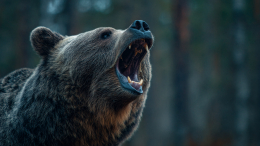 На Камчатке женщина скончалась после нападения медведя