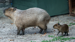Милое пополнение: в Московском зоопарке стало на две капибары больше