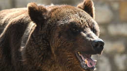 Вышел из леса к школе: женщина погибла в результате нападения медведя на Камчатке