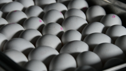 Белковая ловушка: что будет, если слишком часто есть яйца