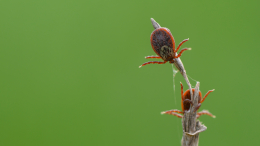 Никак не уснут: почему клещи остаются активными даже в конце осени