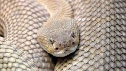 Ради приданого: родственники жениха заперли невесту в комнате с ядовитой змеей