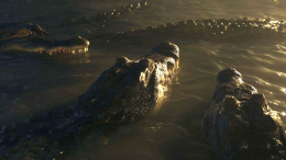 Техасский изменник: женатый мужчина выбросил к аллигаторам ребенка от любовницы