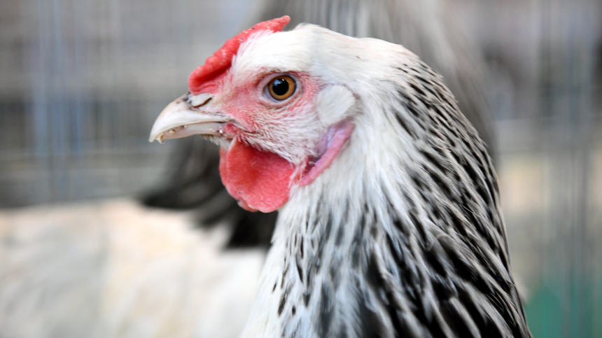 Какой церковный праздник 29 сентября и что нельзя делать