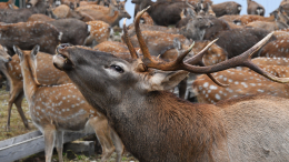 Сотрудник зоопитомника в Забайкалье погиб после нападения изюбря