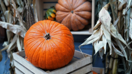 Вкусно и полезно: как тыква улучшает пищеварение и дарит молодость