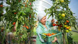 Лунный гороскоп садоводов на октябрь: когда лучше проводить работы в огороде