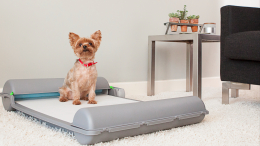 Отеки, хрипы, слабость: как у собак могут проявляться проблемы с сердцем