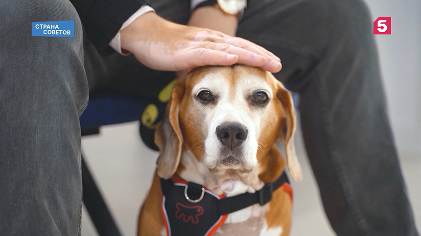 Восемьдесят второй выпуск