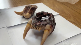 Контрабанду челюстей тигра и лап медведей пресекли в Приморье